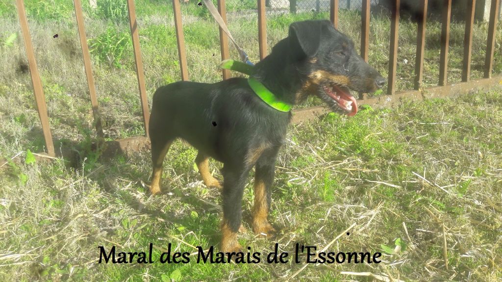Maral Des Marais De L'Essonne