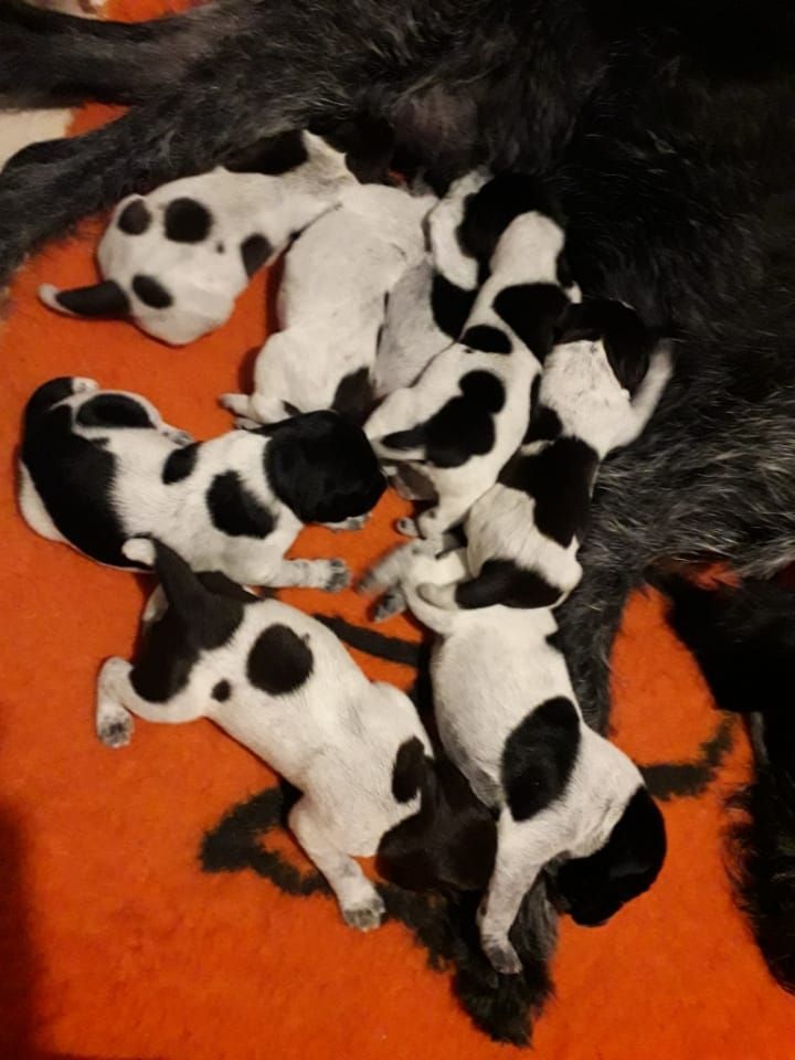 Des Marais De L'Essonne - Chien d'arrêt allemand à poil dur - Portée née le 10/10/2019