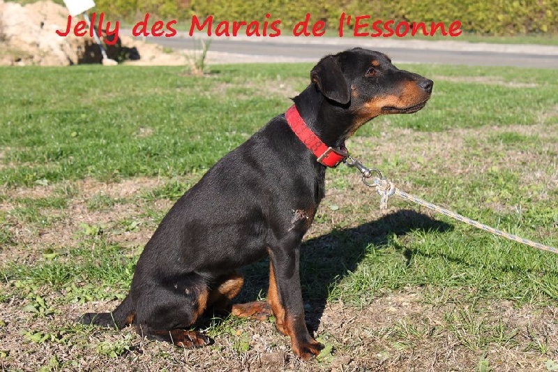 CH. Jelly Des Marais De L'Essonne