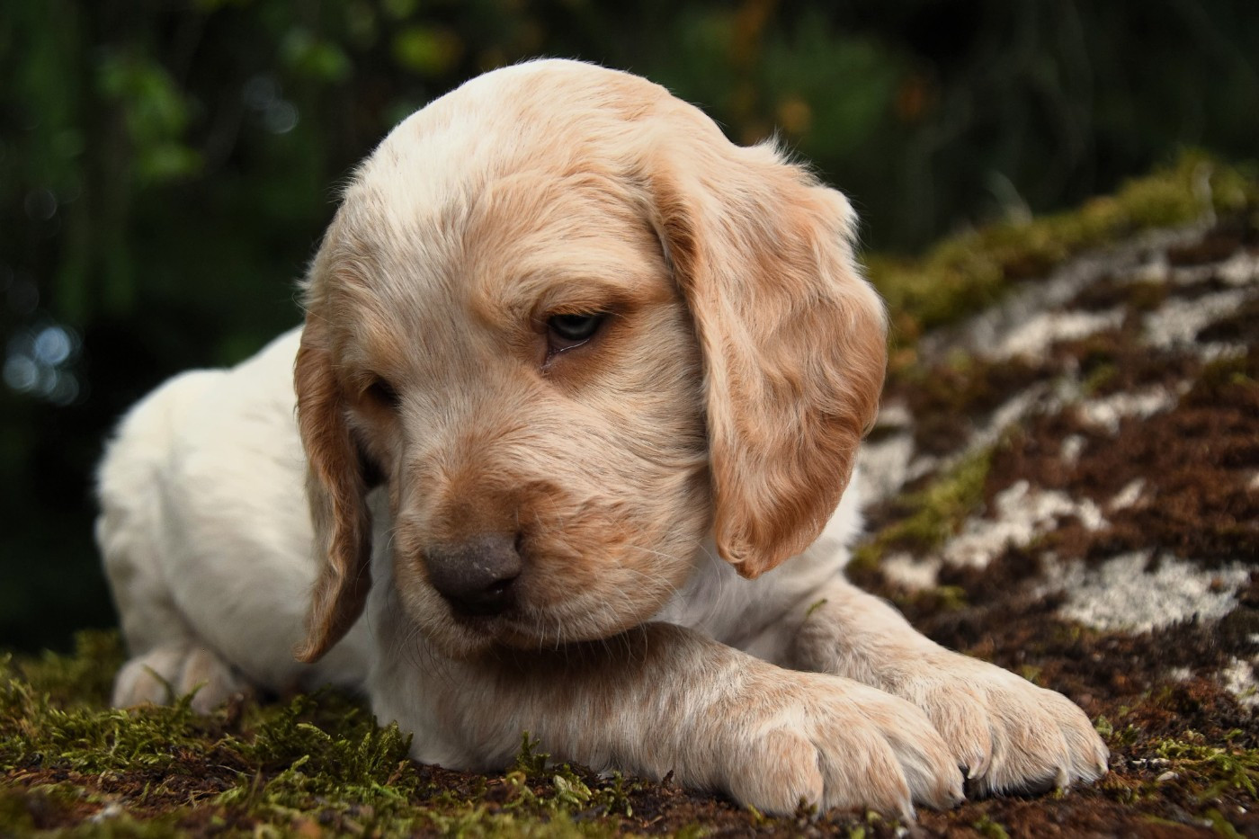 Des Marais De L'Essonne - Chiots disponibles - Chien d'Oysel allemand