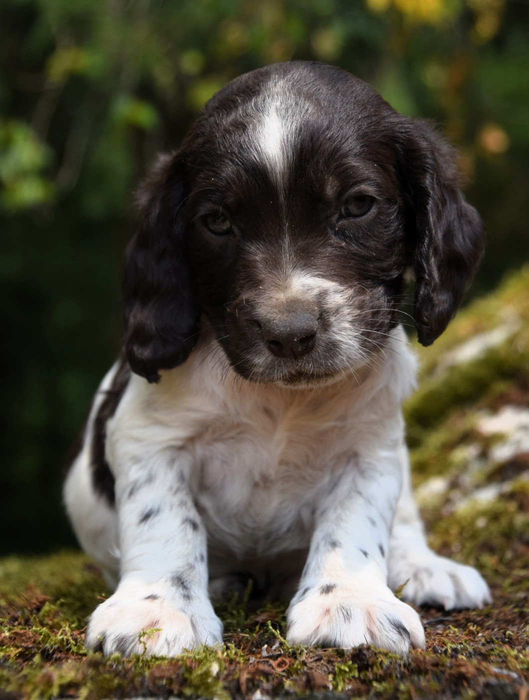 Des Marais De L'Essonne - Chiots disponibles - Chien d'Oysel allemand