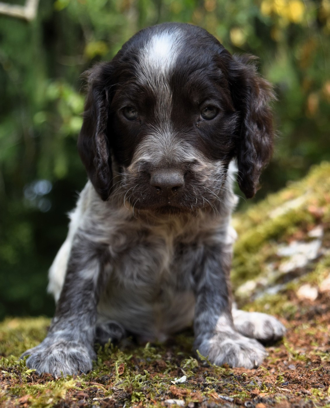 Des Marais De L'Essonne - Chiots disponibles - Chien d'Oysel allemand