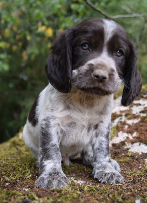 CHIOT 4