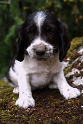 CHIOT 6